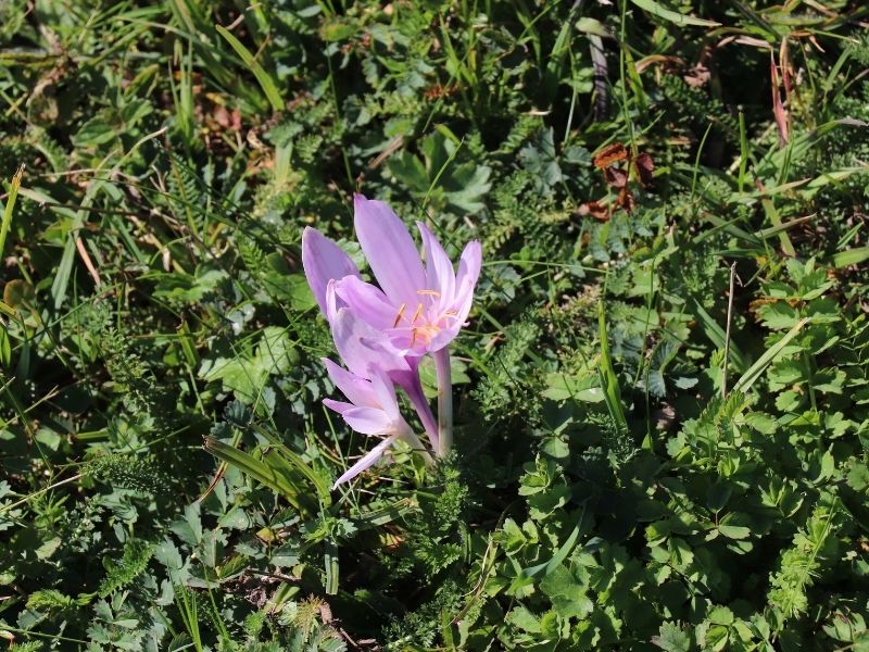 Découverte de la faune et la flore