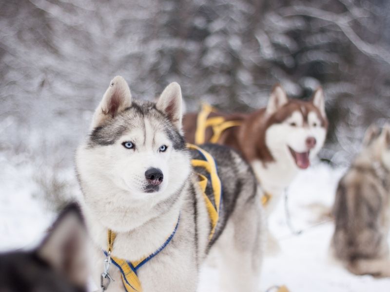 Activité chiens de traineaux