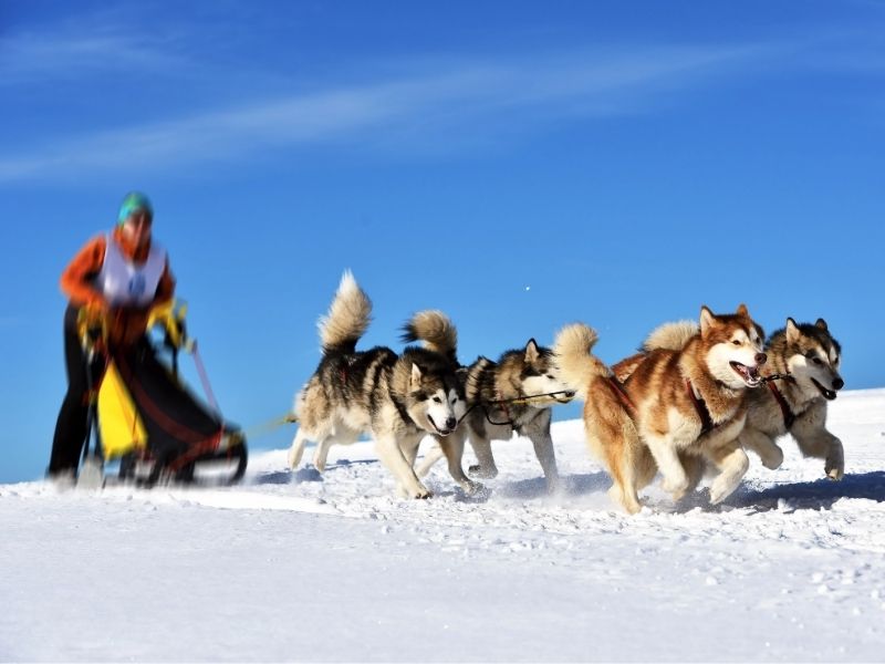 Balade en chiens de traineaux